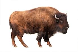 Bison