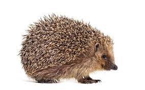 Hedgehog