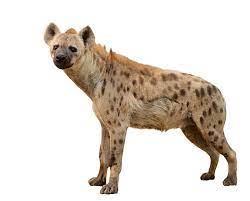 Hyena