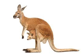 Kangaroo