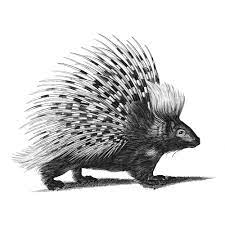 Porcupine