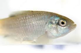 Pupfish