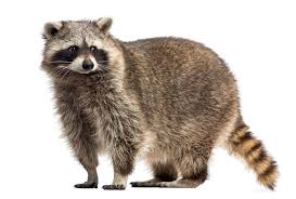 Racoon