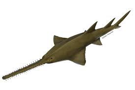 Sawfish