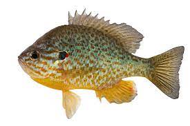 Sunfish