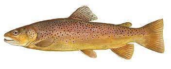 Trout