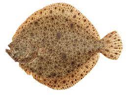 Turbot