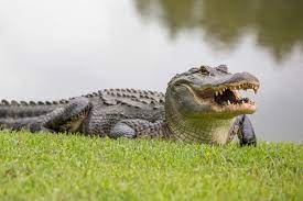 Alligator